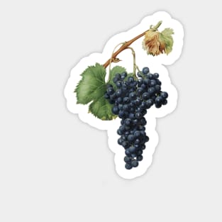 vintage grapes print Sticker